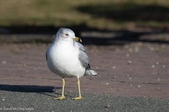 Larus delawarensis