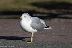 Larus delawarensis