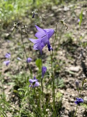 Campanula rotundifolia