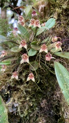 Masdevallia nidifica