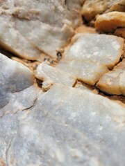 Anacampseros scopata