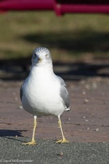 Larus delawarensis