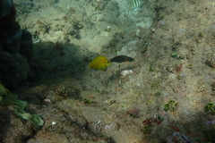 Acanthurus olivaceus
