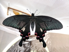 Papilio syfanius