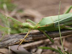 Podacanthus viridiroseus