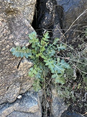 Dryopetalon runcinatum