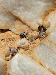 Anacampseros scopata