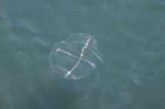 Staurostoma mertensii