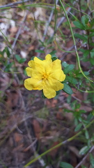 Hibbertia bracteata