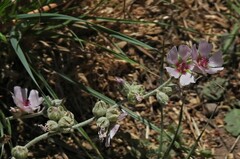 Sphaeralcea mendocina