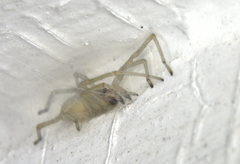 Cheiracanthium inclusum