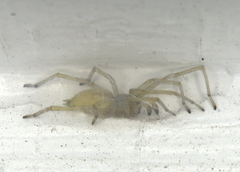 Cheiracanthium inclusum