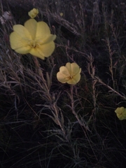 Oenothera mollissima
