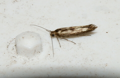 Scythris limbella