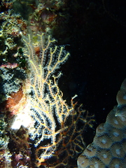 Melithaea ochracea