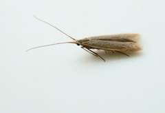 Coleophora cretaticostella