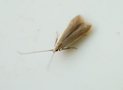 Coleophora cretaticostella