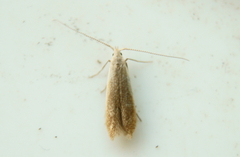 Coleophora cretaticostella