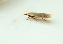 Coleophora cretaticostella