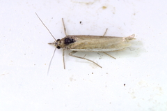 Crambus praefectellus