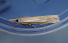 Crambus praefectellus