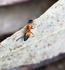 Opisthopsis rufithorax