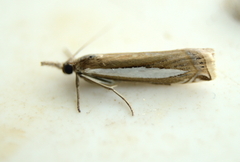 Crambus praefectellus