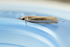 Crambus praefectellus