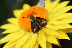 Taractrocera papyria