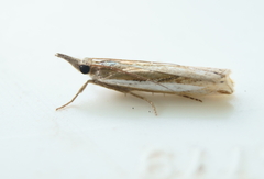 Crambus praefectellus