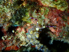 Pteraeolidia semperi