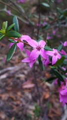Boronia ledifolia