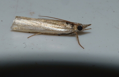 Crambus praefectellus