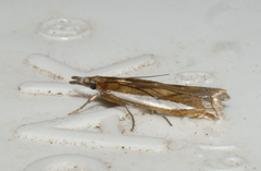 Crambus praefectellus