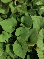 Piper umbellatum