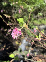 Ribes sanguineum