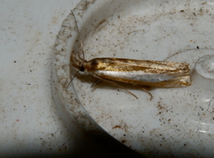 Crambus praefectellus