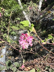 Ribes sanguineum