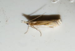 Crambus praefectellus