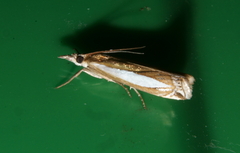 Crambus praefectellus