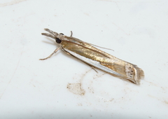 Crambus praefectellus
