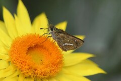 Taractrocera papyria