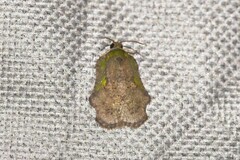 Exeristeboda exeristis