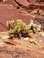 Conophytum bilobum