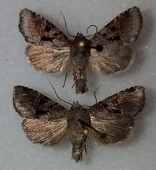 Oligia minuscula