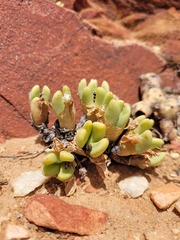 Conophytum bilobum