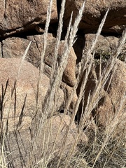 Muhlenbergia emersleyi