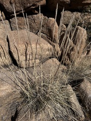 Muhlenbergia emersleyi