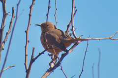 Toxostoma bendirei