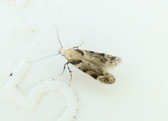 Coleotechnites coniferella